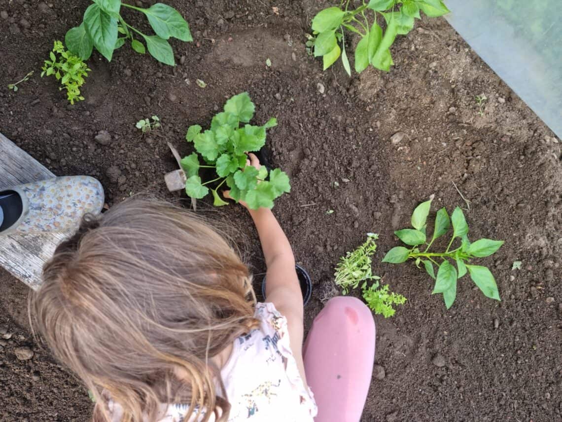 Ein Mädchen von oben, das in sich in einem Gemüsebeet um Pflanzen kümmert.
