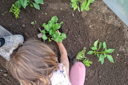 Ein Mädchen von oben, das in sich in einem Gemüsebeet um Pflanzen kümmert.